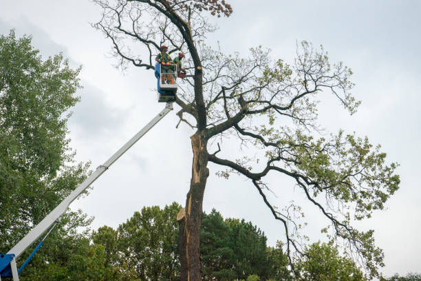 How Our Tree Care Process Works  in  Picacho Hills, NM