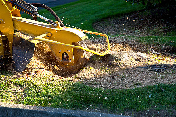 Best Grass Overseeding  in Picacho Hills, NM