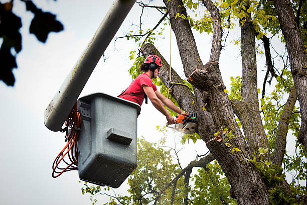 Best Arborist Consultation Services  in Picacho Hills, NM