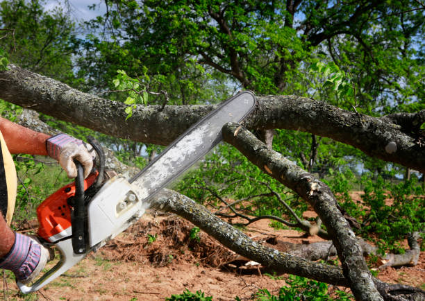 Best Tree Preservation Services  in Picacho Hills, NM